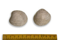 F 11594
<br/>
<br/>
<em></em>